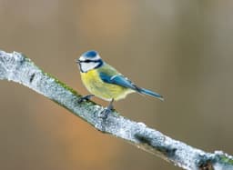 A photo of Eurasian Blue Tit