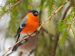 A photo of Eurasian Bullfinch