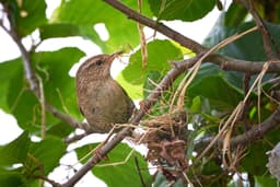 A photo of Eurasian Wren