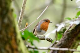 A photo of European Robin