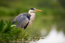 A photo of Gray Heron