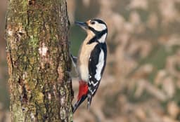 A photo of Great Spotted Woodpecker