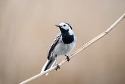 A photo of White Wagtail