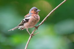 A photo of Common Chaffinch