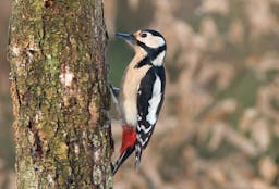 A photo of Great Spotted Woodpecker