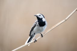 A photo of White Wagtail